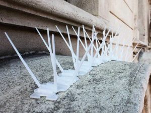 Plastic Bird Spikes