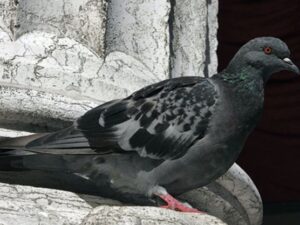 Pigeon Barrier