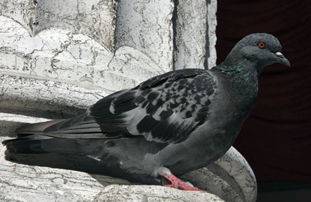 Pigeon Barrier