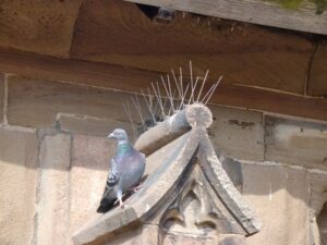 Anti-Pigeon Spikes
