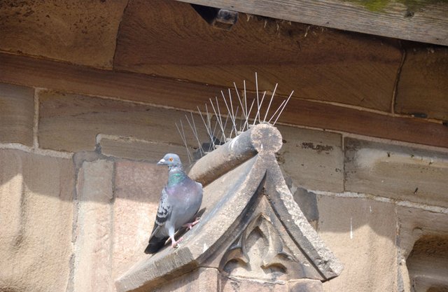 Anti-Pigeon Spikes