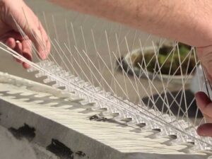 Bird Protection Spikes