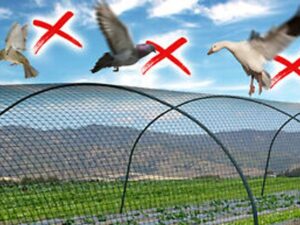 Bird Barrier