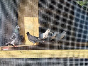 Anti-Pigeon Netting