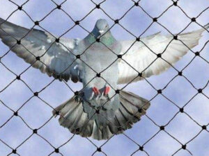 Pigeon Nets