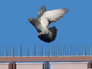 Pigeon Spikes