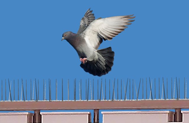Pigeon Spikes